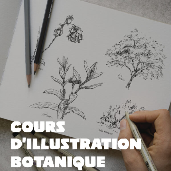 Cours d'illustration botanique - Niveau débutant