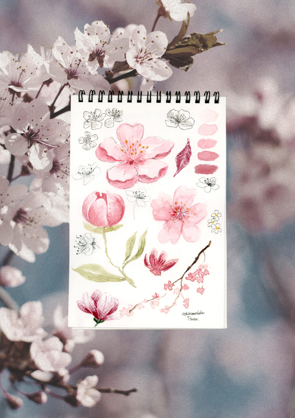 atelier de printemps - illustrer les cerisiers en fleurs (tous niveaux)