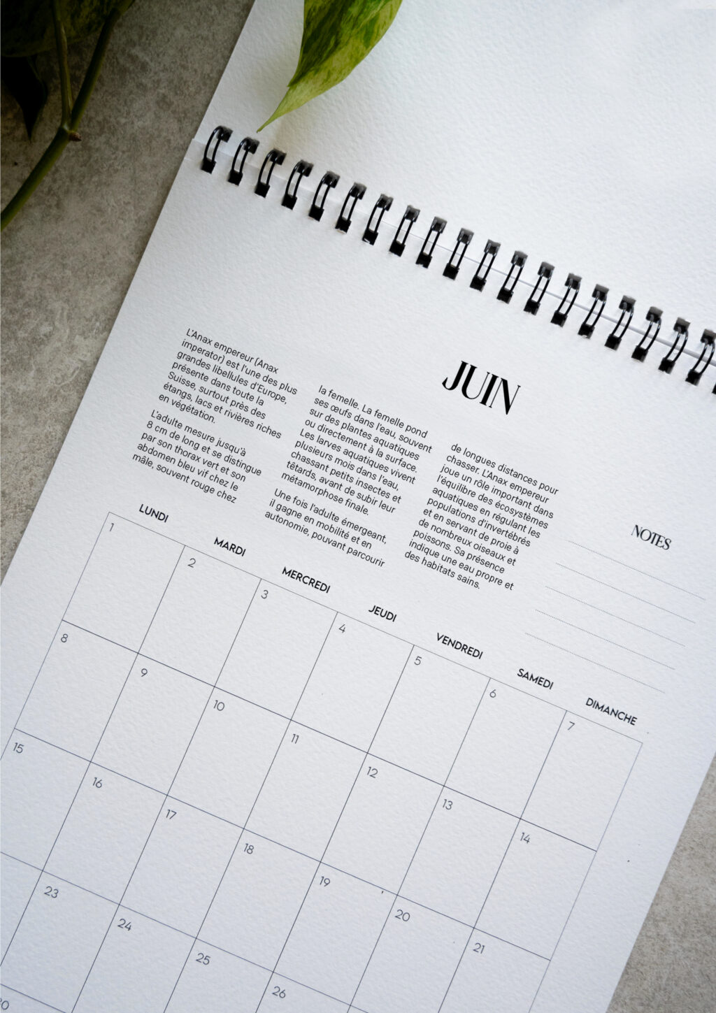 précommande - calendrier 2026 - les métamorphoses du vivant – Image 2