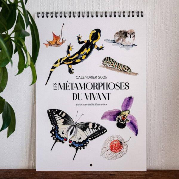 calendrier 2026 - les métamorphoses du vivant