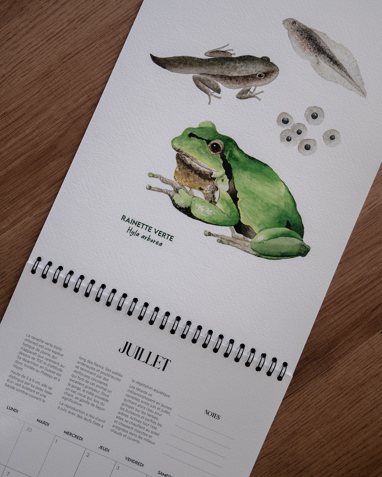 calendrier 2026 - les métamorphoses du vivant – Image 2