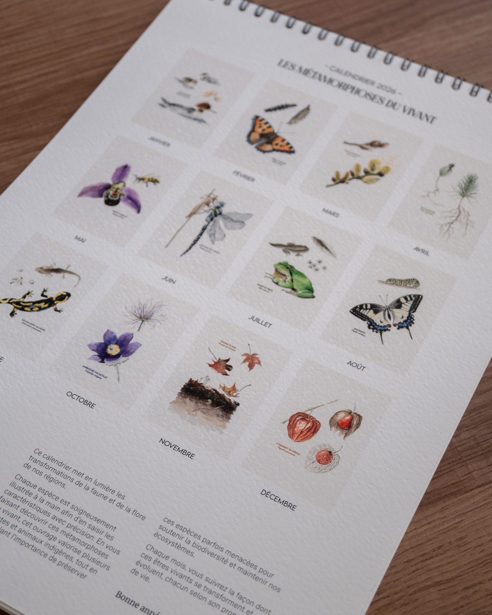 calendrier 2026 - les métamorphoses du vivant – Image 5