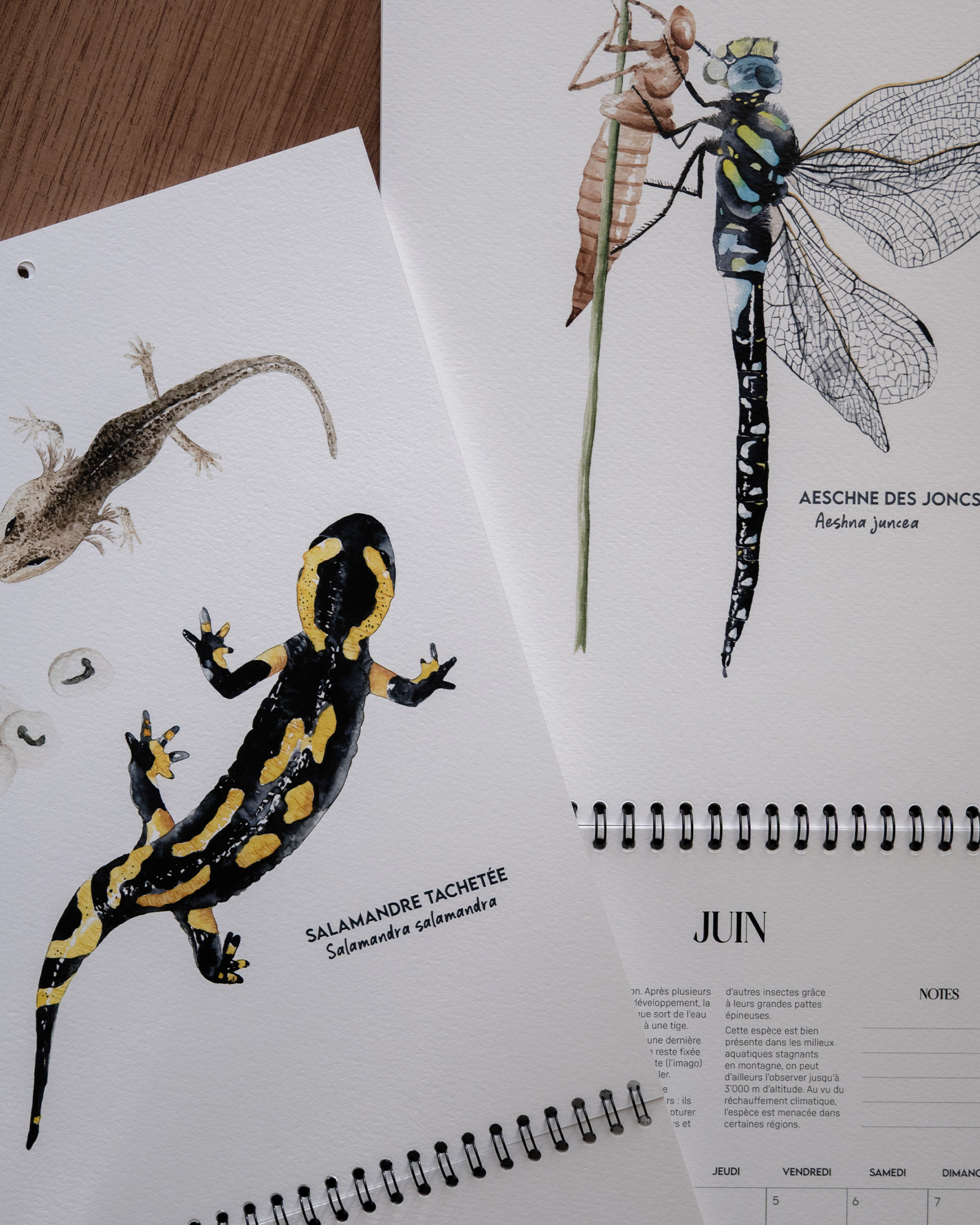 calendrier 2026 - les métamorphoses du vivant – Image 6